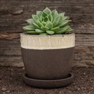 Rustic Barrel Ceramic Planter with Attached Saucer - 5.5" Brown & Beige Concrete